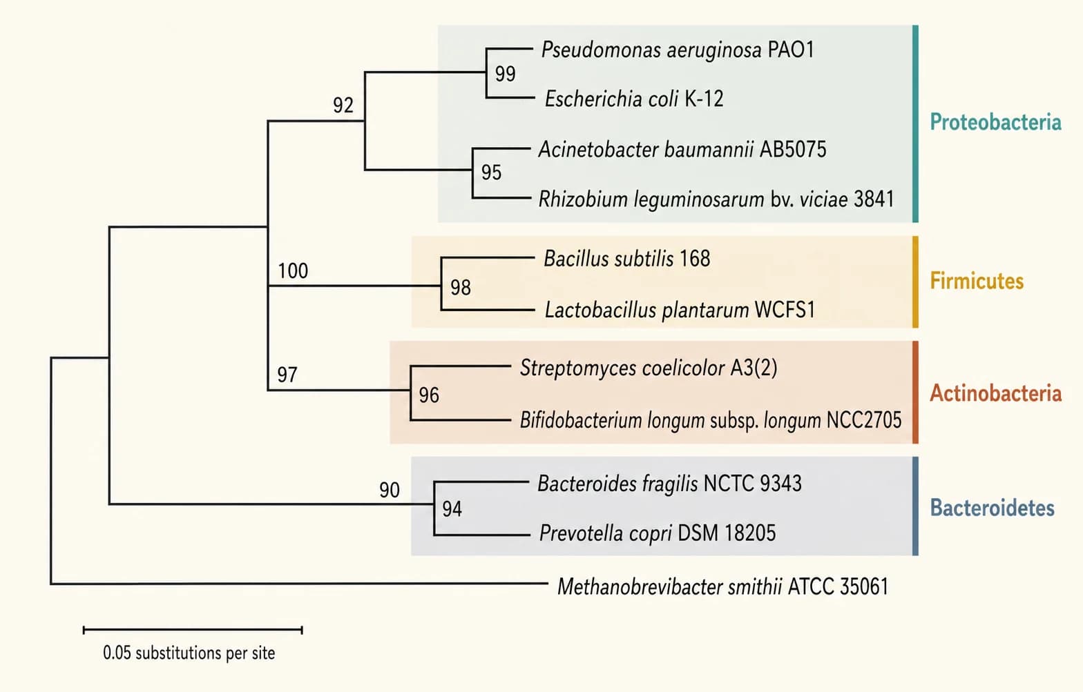 Bacterial 16S rRNA phylogenetic tree with colored phylum groups and an archaeal outgroup