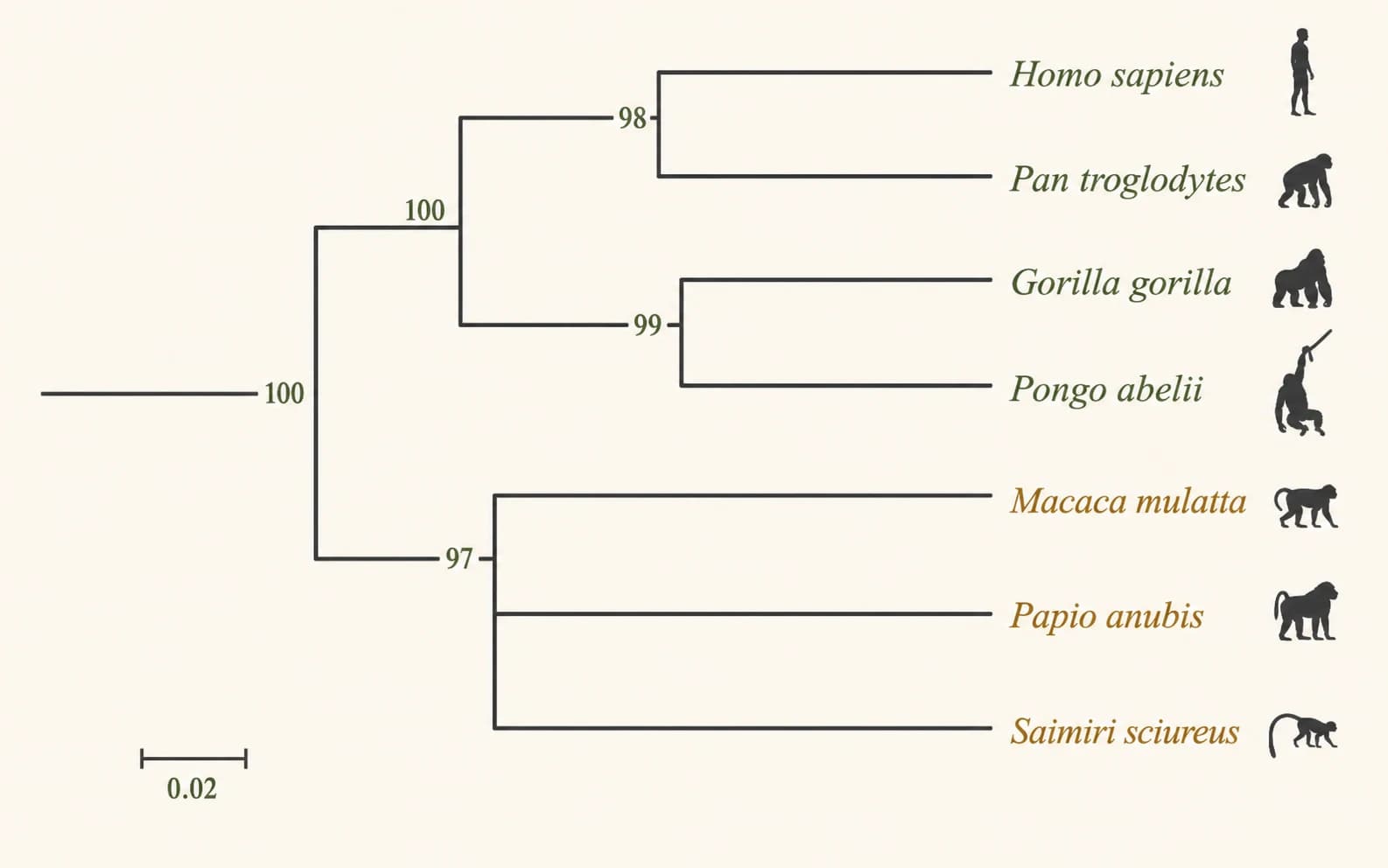 Primate phylogenetic tree with great apes, Old World monkeys, and a New World monkey outgroup