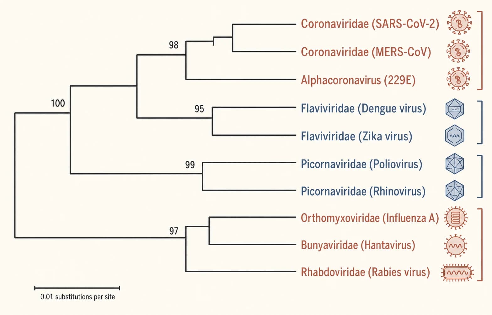 Rectangular phylogenetic tree of representative RNA virus families with branch lengths